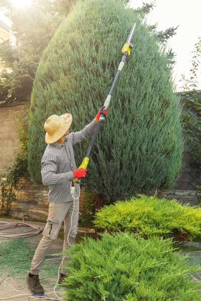 Trusted La Selva Beach, CA Tree Removal Experts