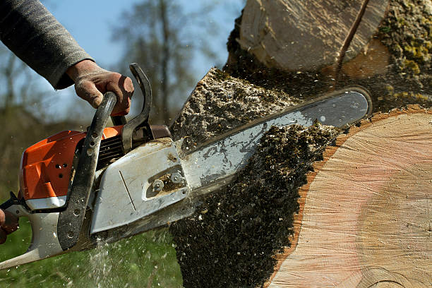 How Our Tree Care Process Works  in  La Selva Beach, CA